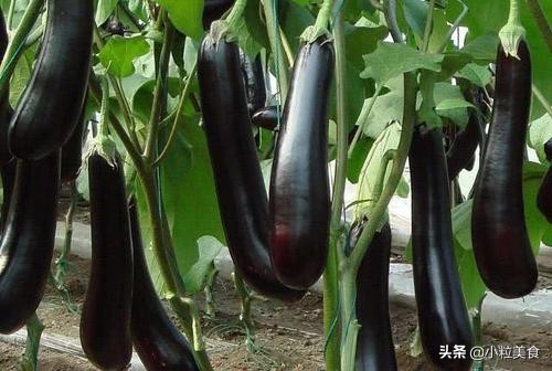 如何判断青茄子是不是激素茄子 (有机茄子和普通茄子的区别)