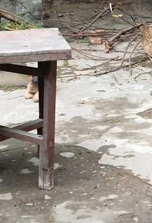 小狗刚买回来腿瘸了,发现小狗后腿走路有点拐怎么回事