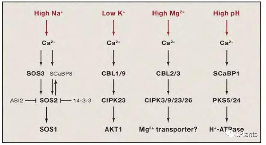 Cell朱健康院士综述植物非生物胁迫信号转导