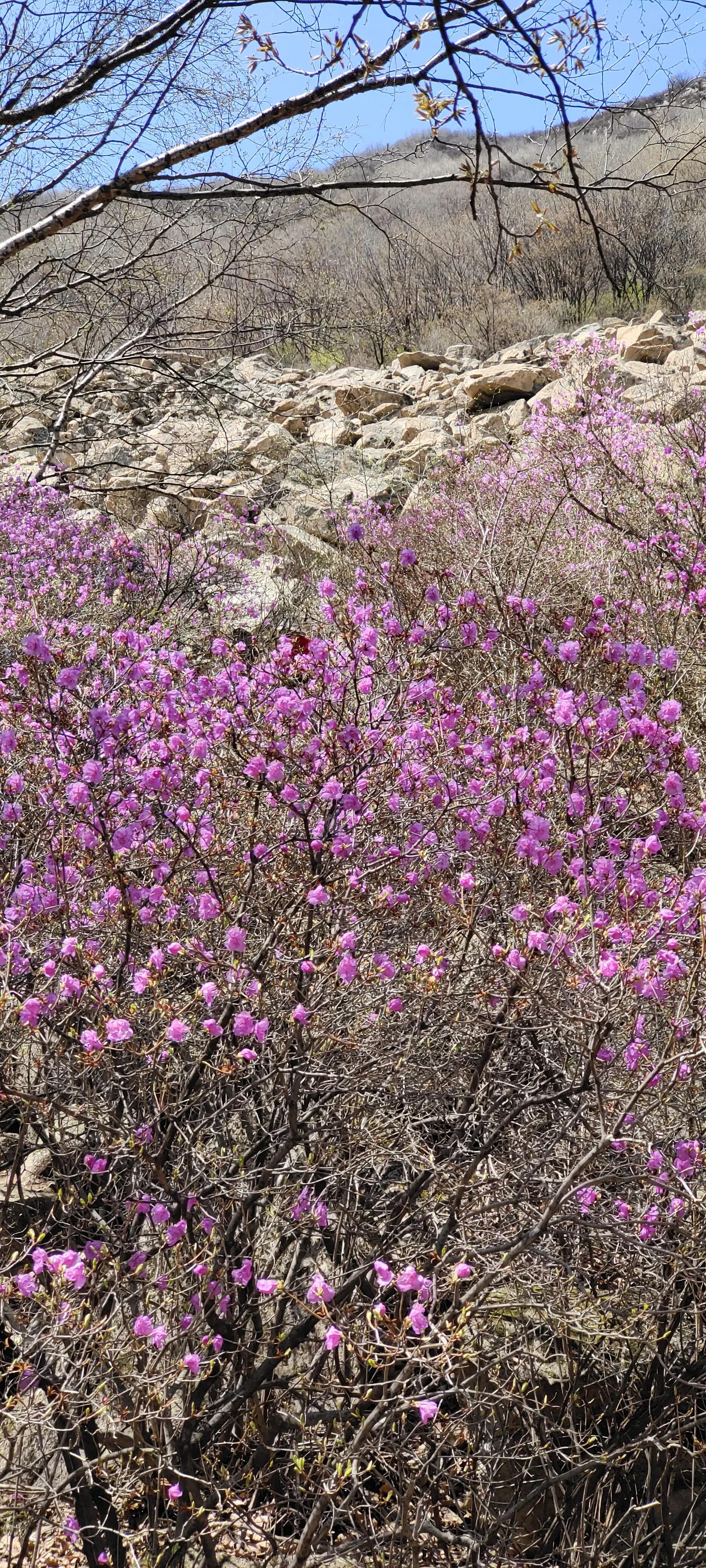 喇叭沟门原始森林住宿,喇叭沟门原始森林冰川