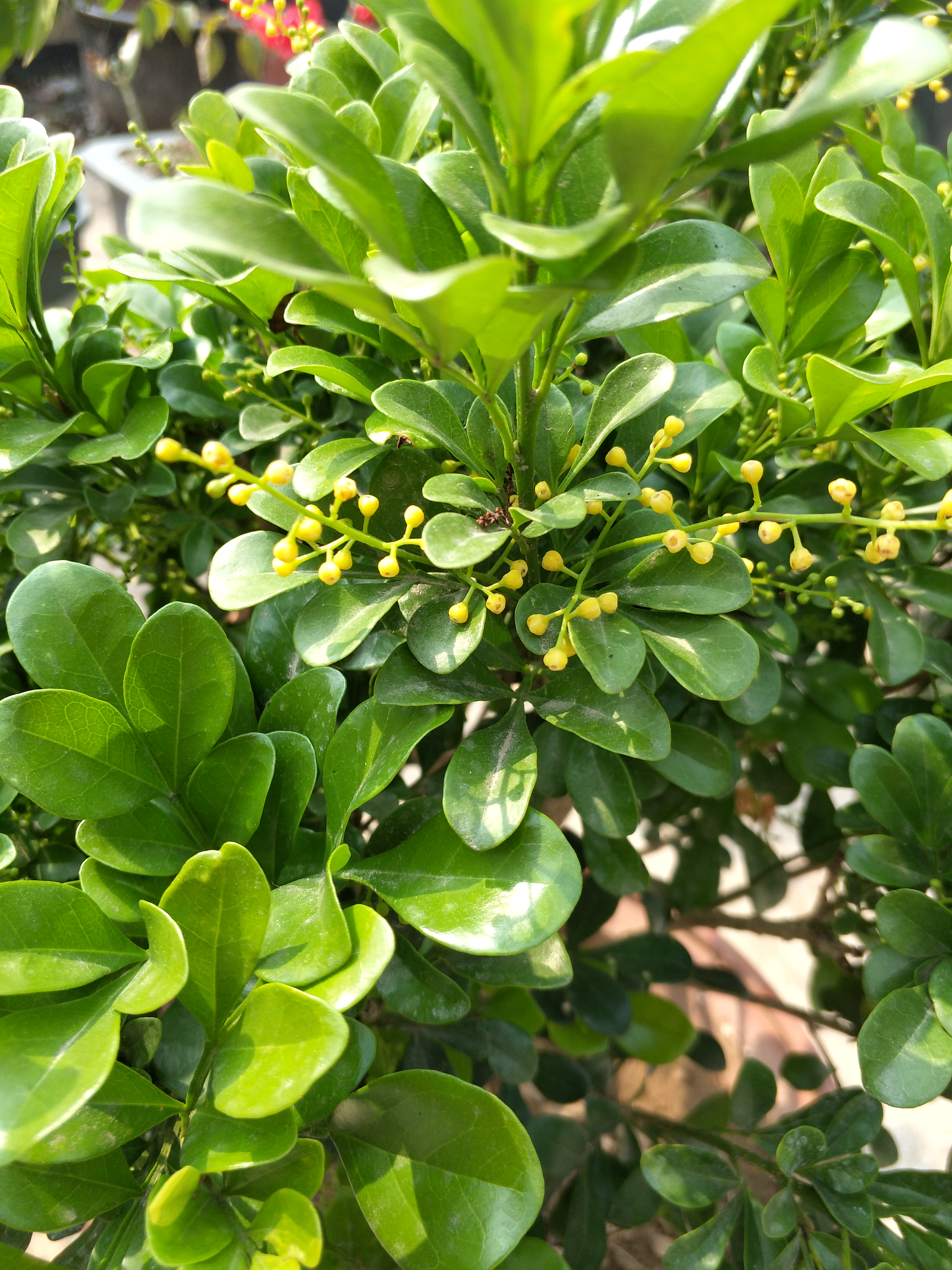 米兰花越冬的修剪方法,米兰花冬天怎么养护和浇水呢