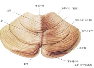 老年人拿东西时手抖是什么原因,老年人手抖嘴角抖是什么原因