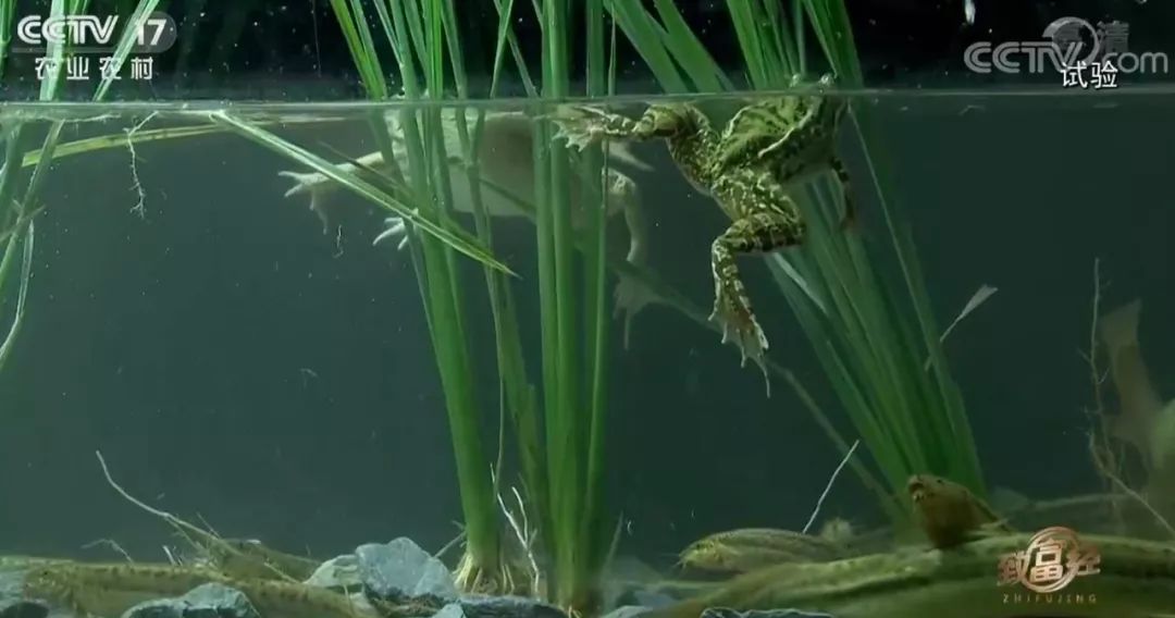 500元养殖泥鳅一年能收入多少,藕塘里养泥鳅赚了钱