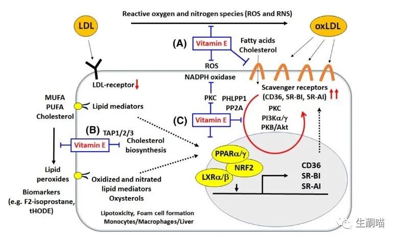 生酮期间需要补充哪些维生素,生酮减肥脱发吃什么维生素