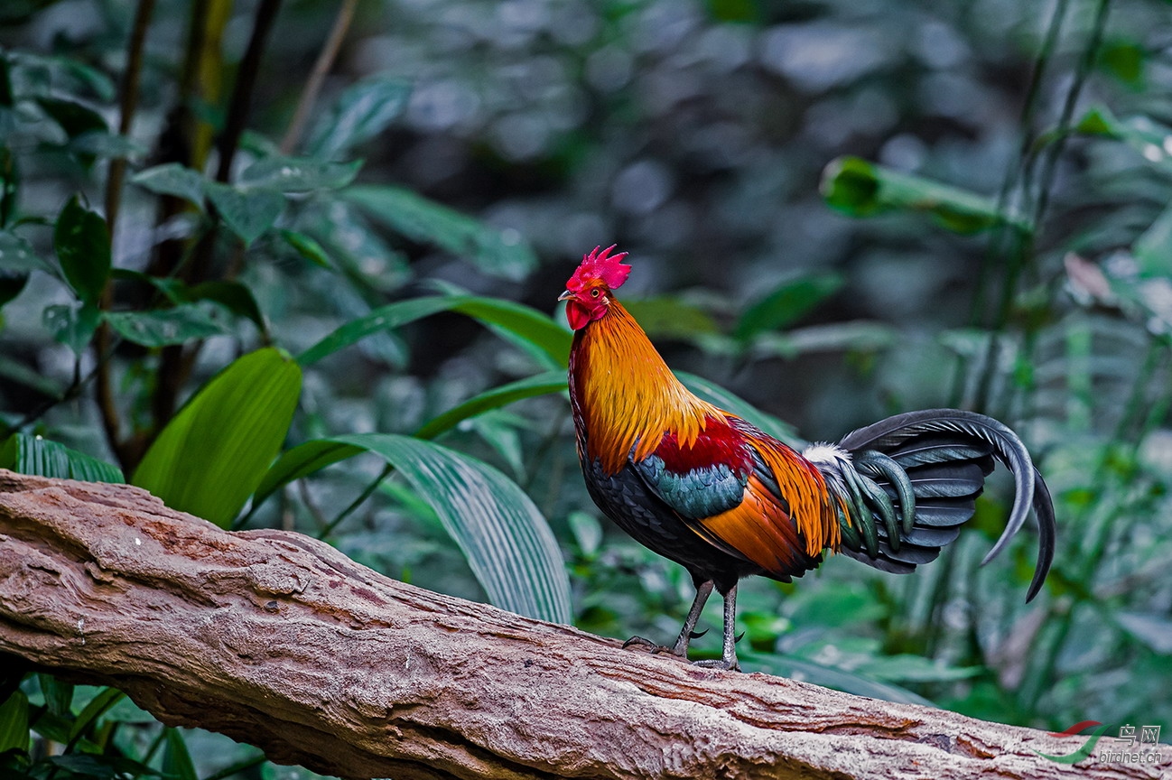 鸡眼初期到后期的照片,鸡眼各个阶段的图片