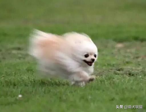 遛完狗，狗狗不愿回家怎么办？