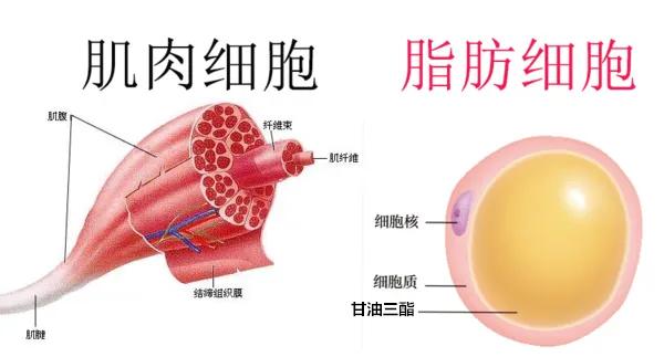分解脂肪的激素,脂肪的分解过程