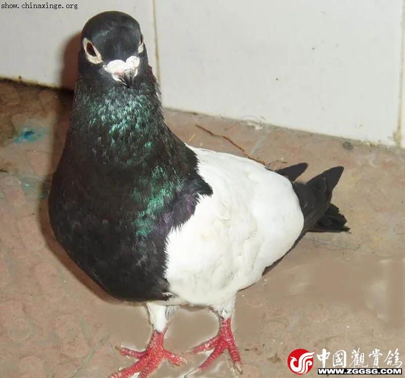 北京鸽哨制作,北京鸽哨晨曲