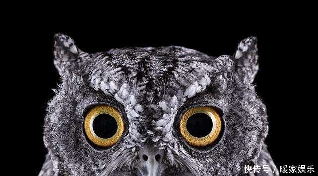 猫头鹰一笑就会有人去世,猫头鹰一笑为什么会有人去世