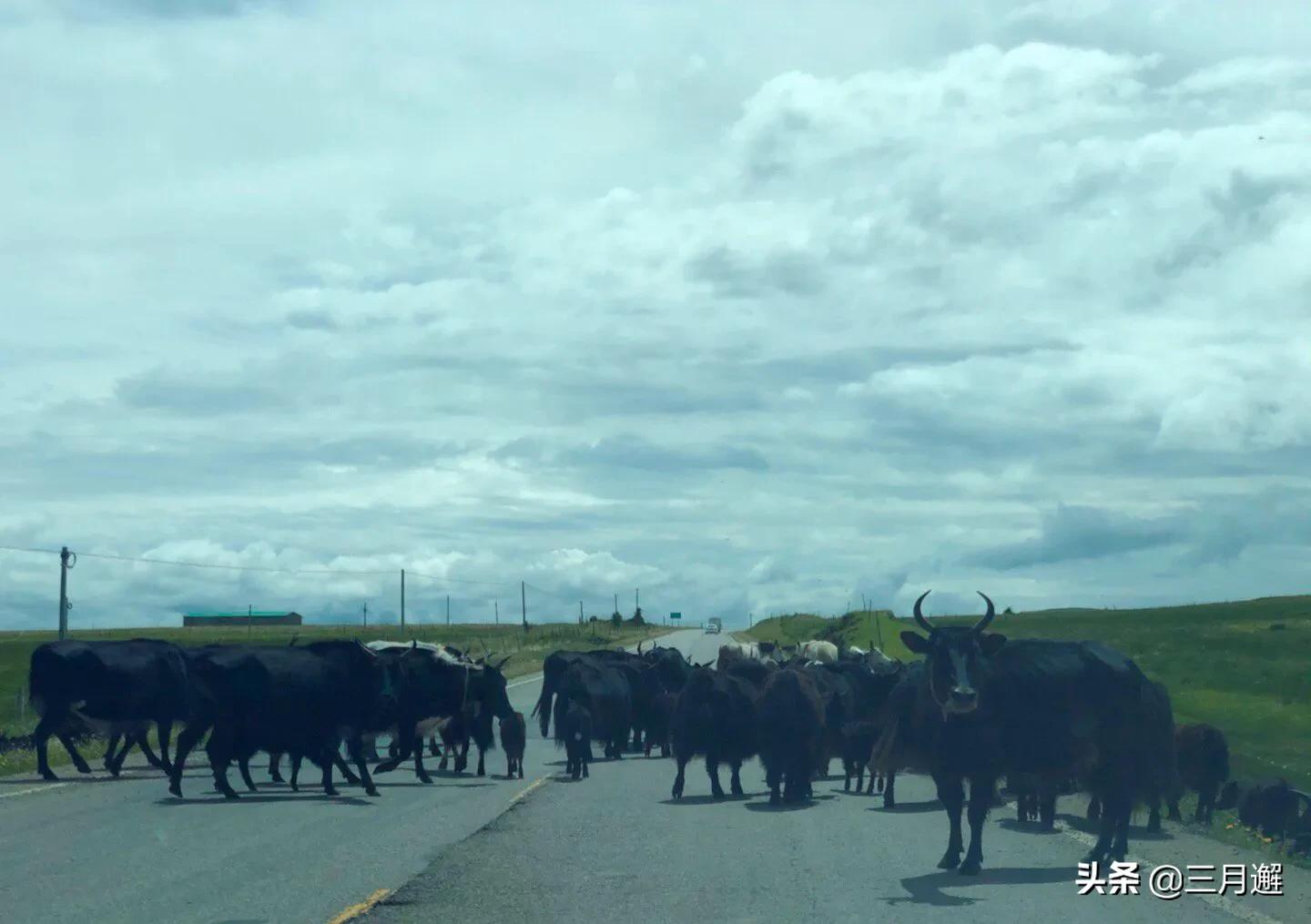 从若尔盖到九寨沟沿途哪些风景,若尔盖到尕海一路风景