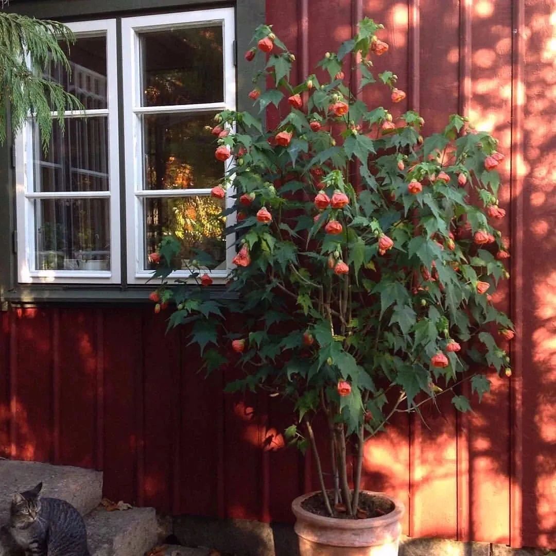 推荐4种“垂吊花”，看一眼就会喜欢上，家里养几盆，美如仙境