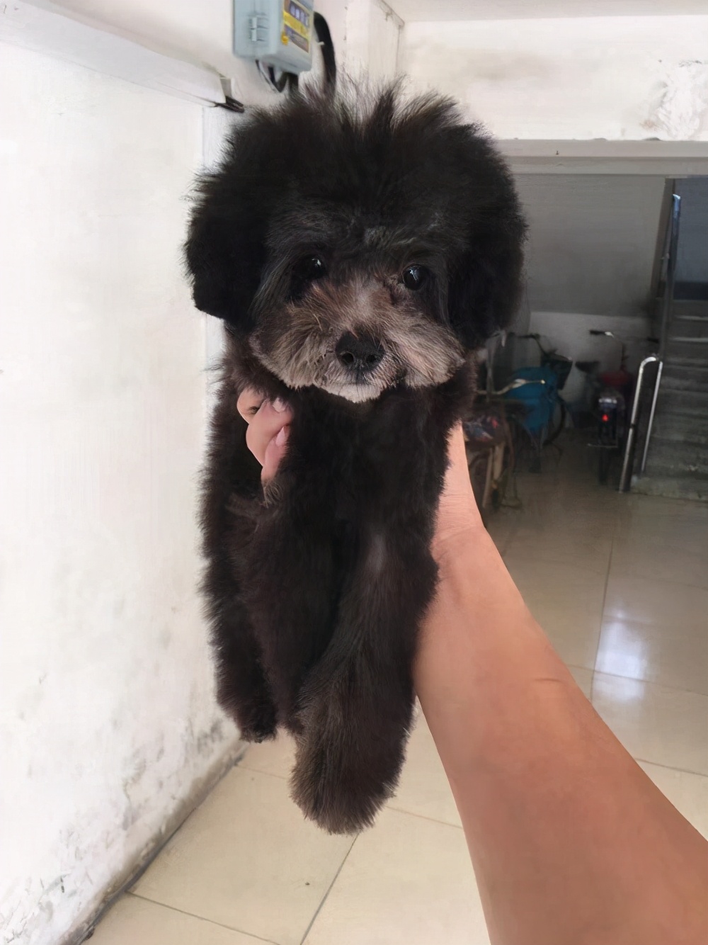 贵宾犬什么颜色的最聪明,贵宾犬毛色有几种颜色