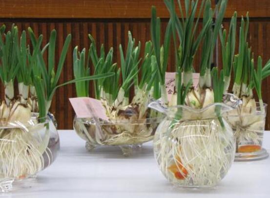 水培水仙花的养殖方法和技巧图解,水培水仙花的养殖方法