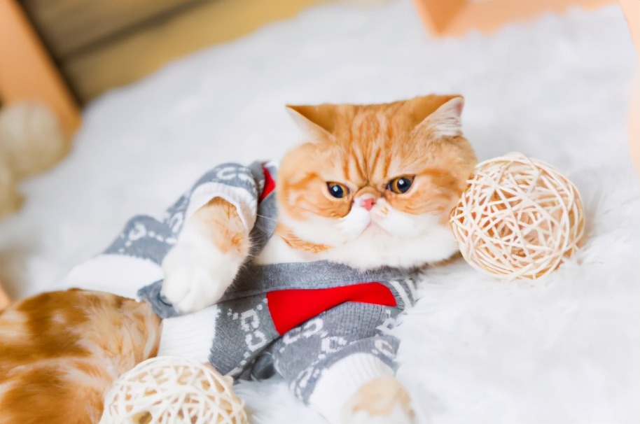 猫咪里面最温顺的是什么猫,什么猫咪是世界上最最温柔的猫咪