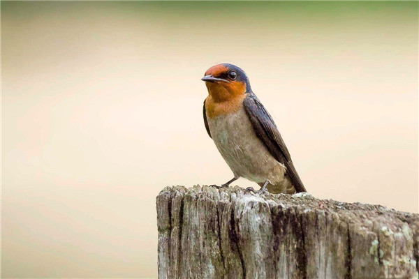 金丝燕栖息在海南,金丝燕濒临灭绝