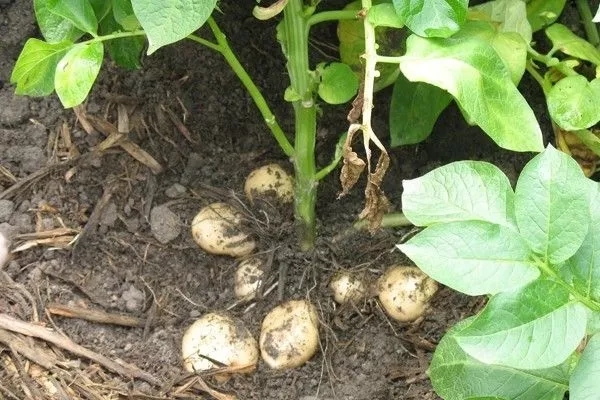 马铃薯种植方案,马铃薯种植方案大全