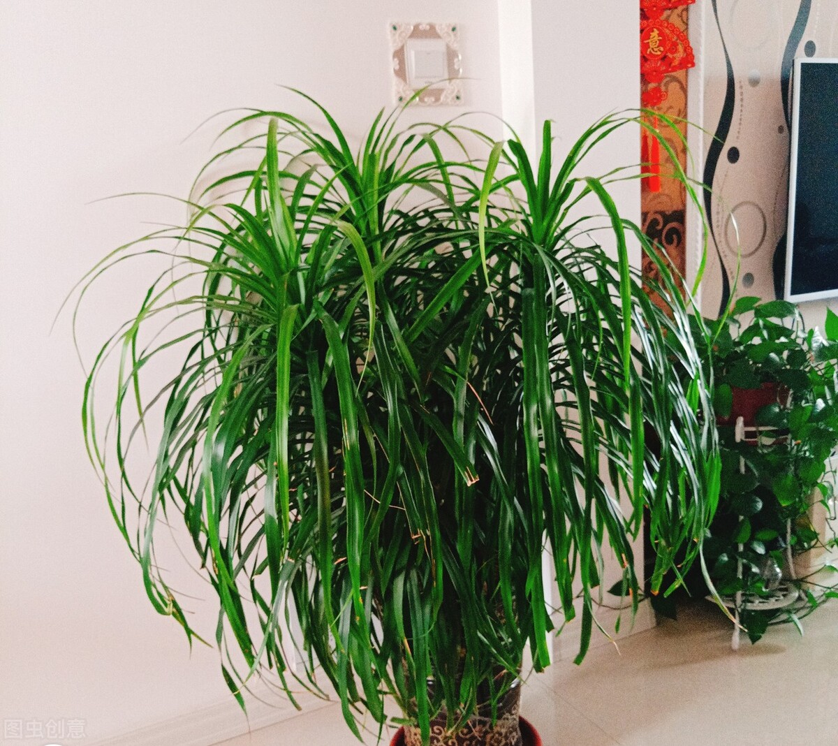 龙血树绿植好处,龙血树和绿植