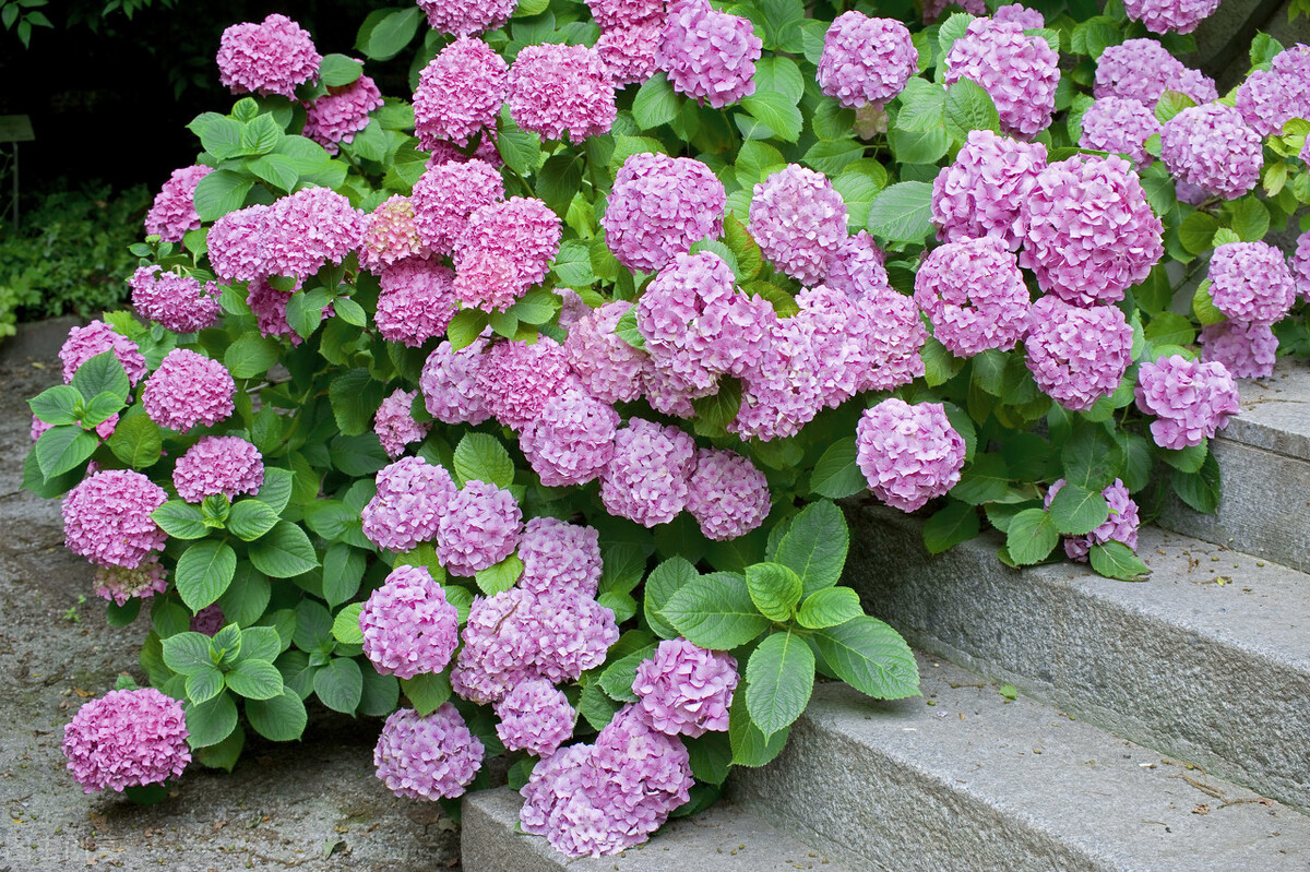 那些令人赞叹的庭院花卉,5种庭院生活方式的花卉
