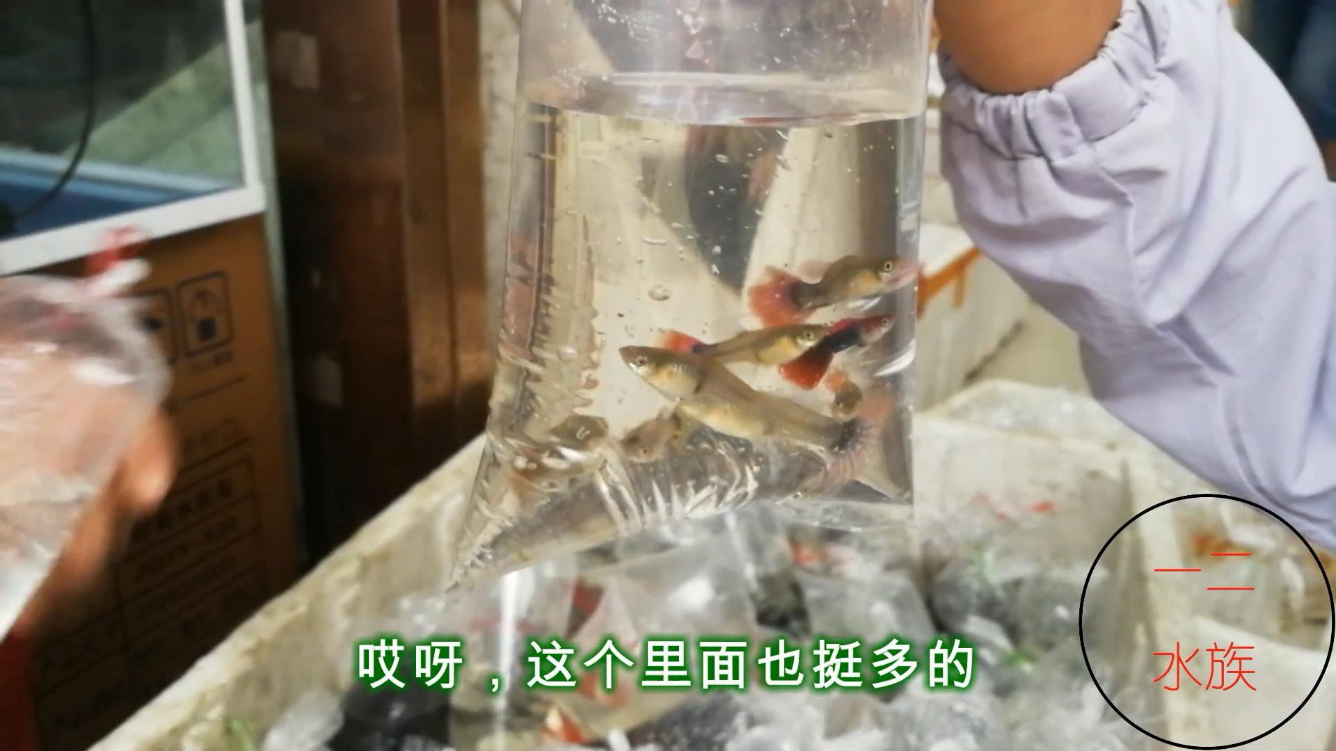 孔雀鱼10元一对成鱼,观赏鱼早市买孔雀鱼视频