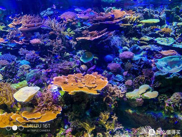 日本pitta口罩,日本买口罩用什么软件