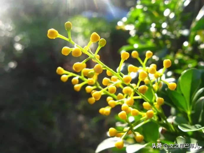 米兰花怎么养开花好看,米兰花怎样养护才开花多