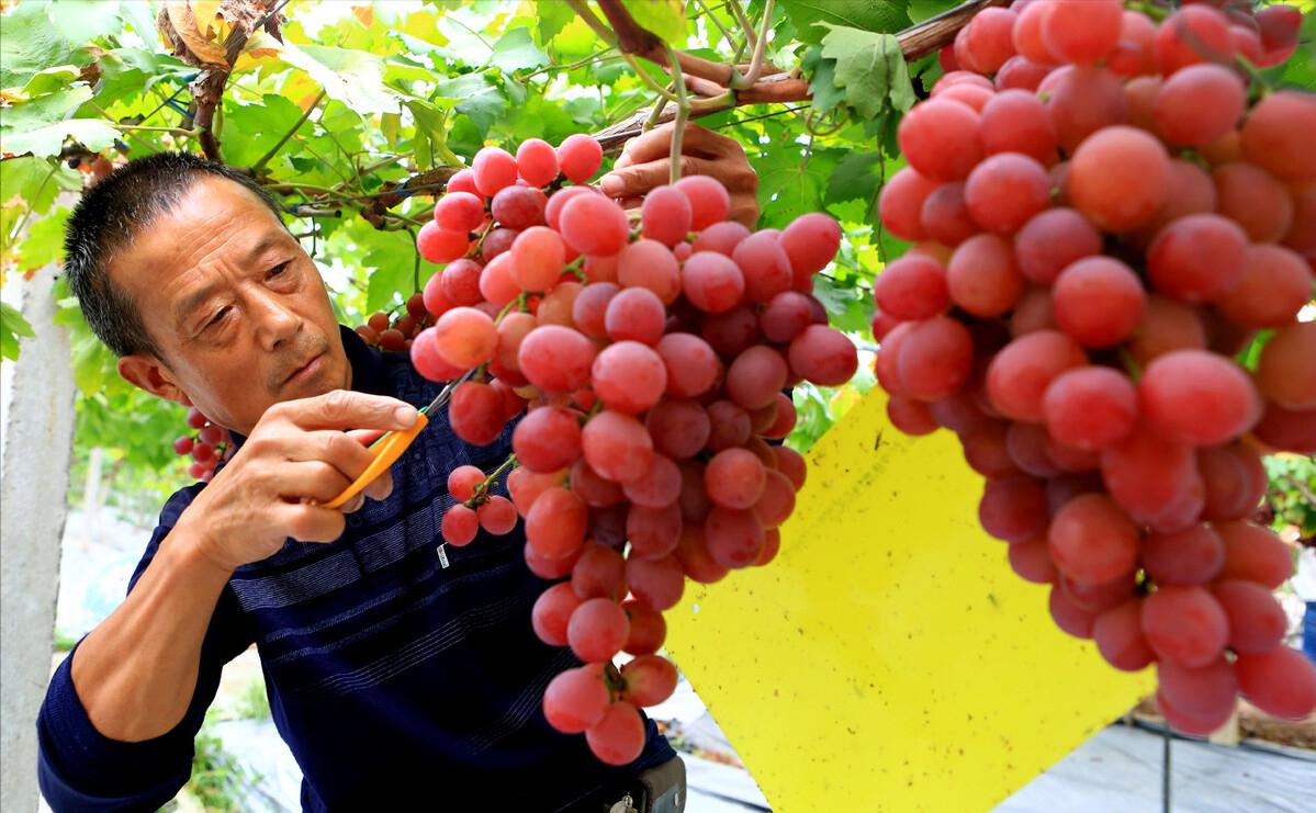 小伙种植葡萄年赚千万,80后小伙创业种葡萄