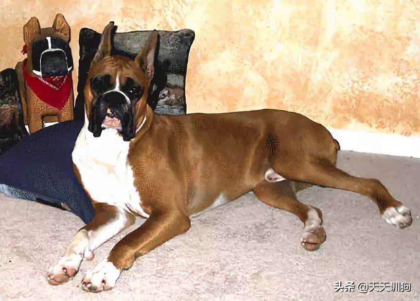 为什么德国犬种那么多,德国大型犬有哪些