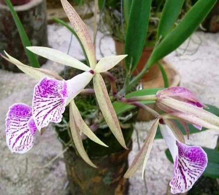 什么品种的卡特兰值得养,洋兰之王