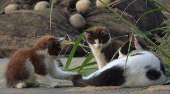 豆瓣9.1，看一次被萌一次，根本顶不住它们的可爱