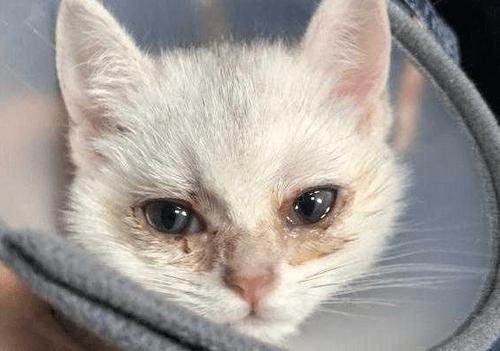 猫咪眼睛发炎用什么眼药水,养宠经验猫咪得口炎怎么治疗