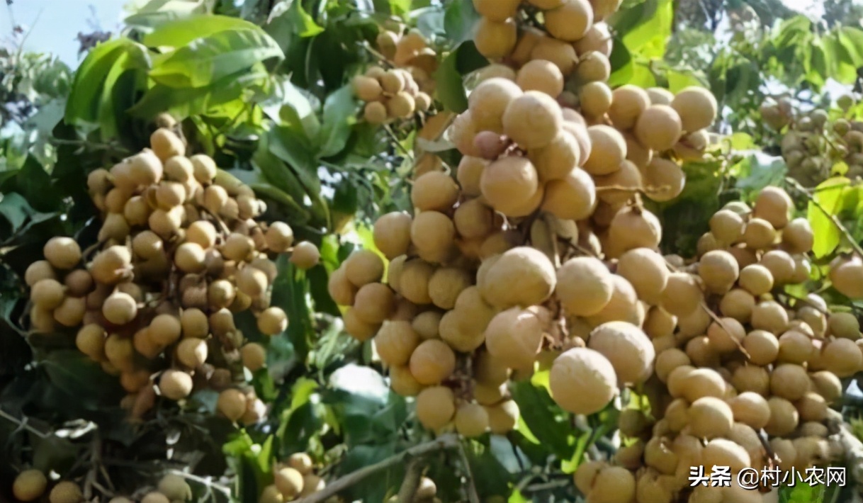 现在农民种啥挣钱种植创业项目,农村养殖种植与三农创业致富项目