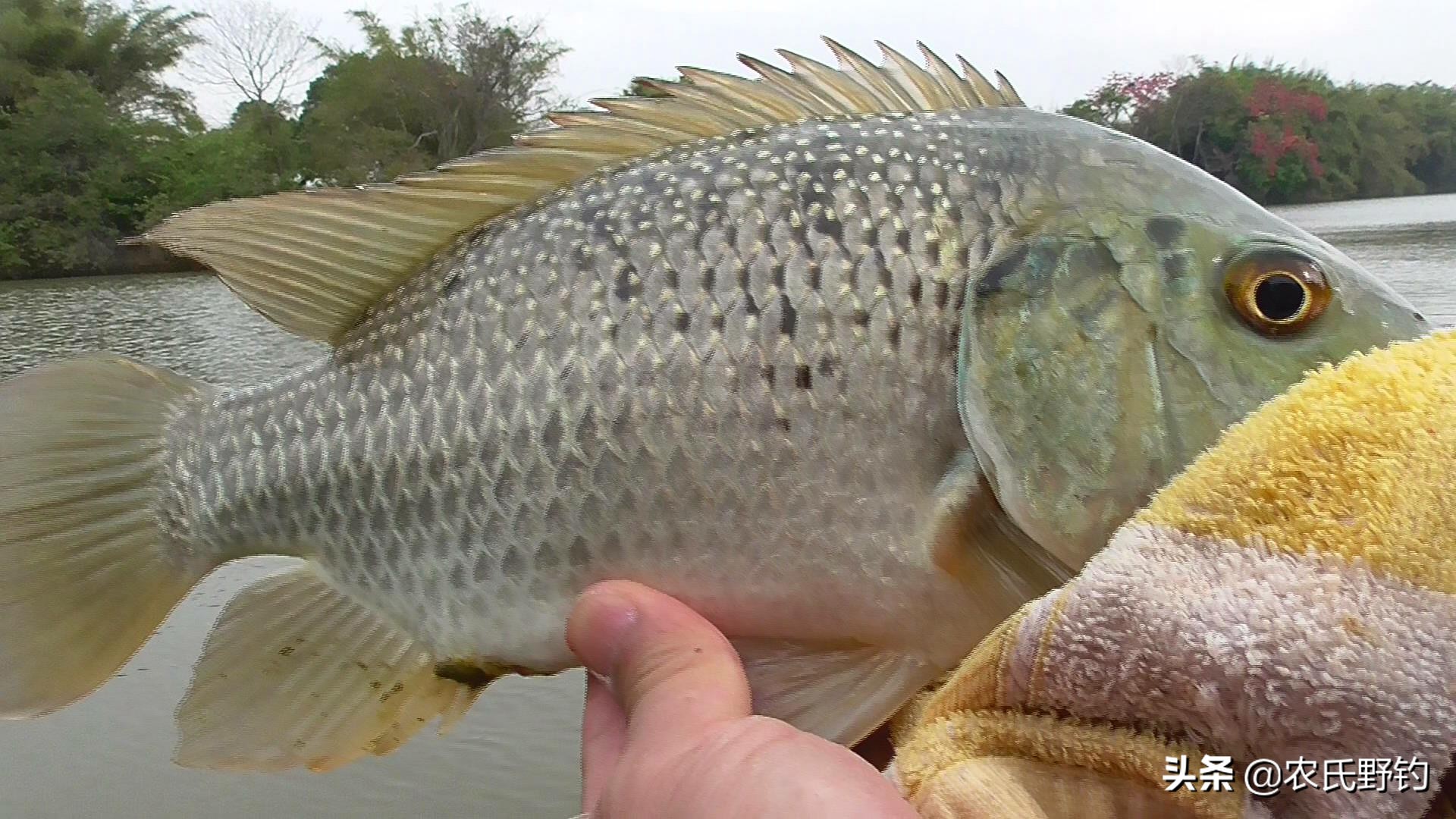 怎么钓大罗非避开小罗非,钓小罗非怎么钓到大罗非