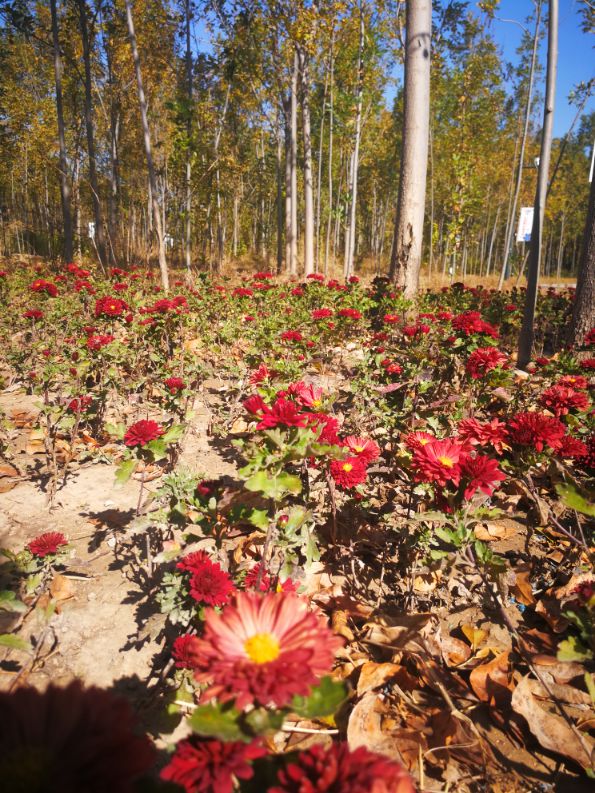 廊坊三叶公园项目信息,廊坊三叶公园附近