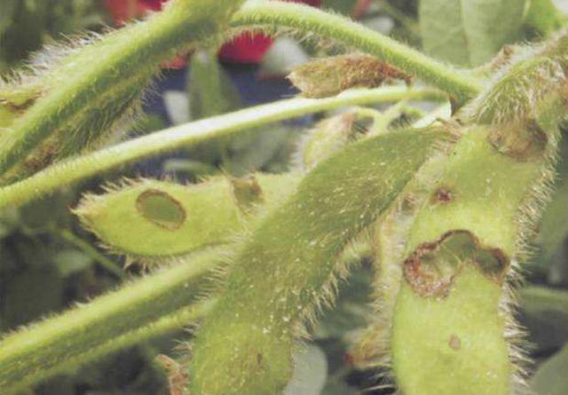 种植大豆需要哪些虫害防治,大豆病虫害图谱及防治方法