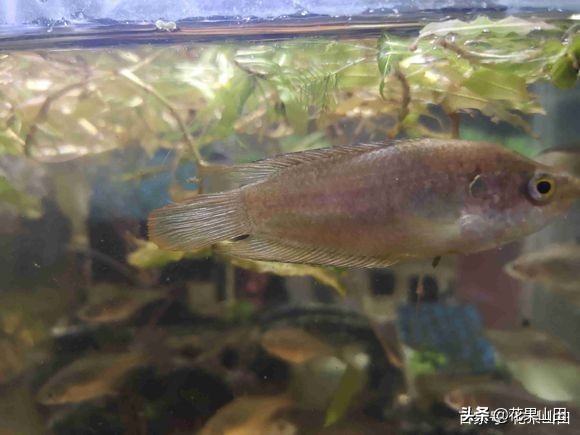 为什么鱼缸的鱼一直攻击别的鱼,观赏鱼老是咬其他的鱼还值得养吗