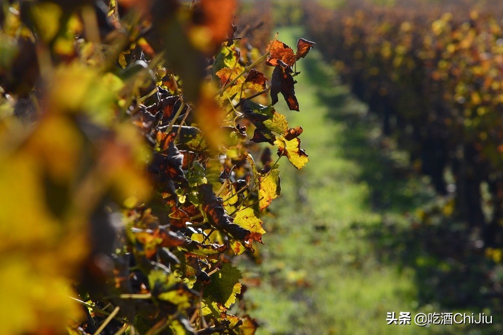 里奥哈葡萄酒好年份,里奥哈红酒