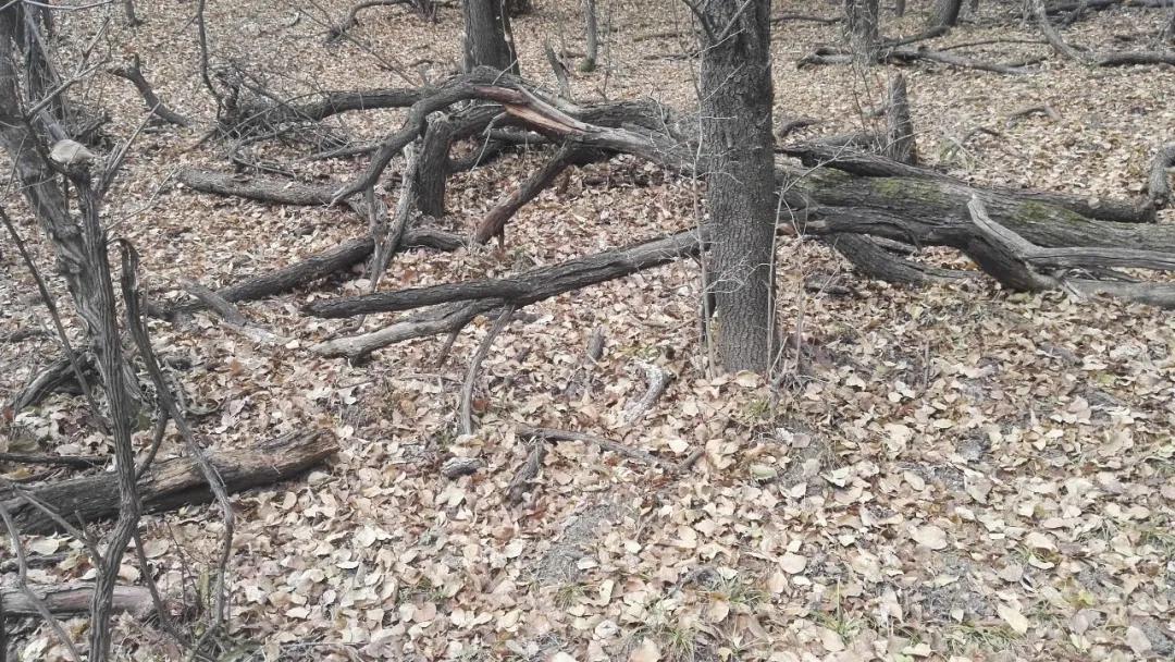 树木由来,树木从远古到现在