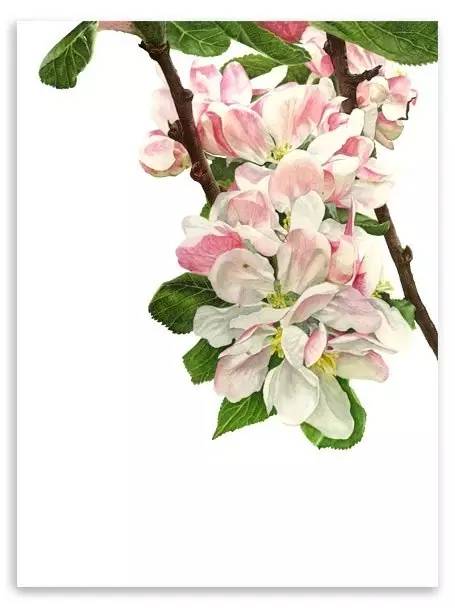 超写实绘画真实吗,超写实的植物绘画