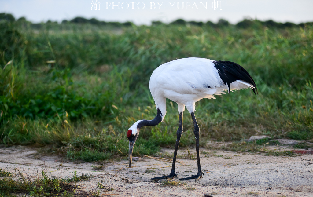 吉林丹顶鹤之乡,马云长白山