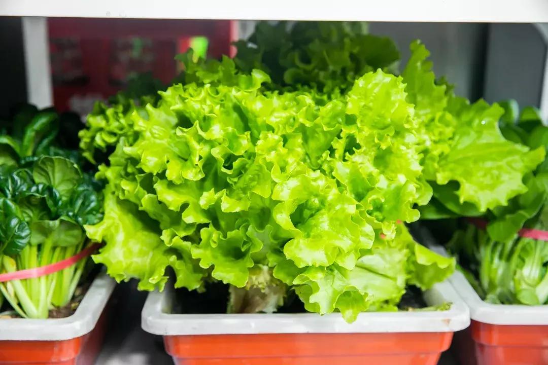 魔都惊现「2层楼小香港」,卖“蹦迪海鲜”!花胶鸡、6头鲍免费送