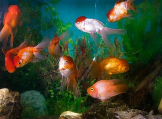 最受欢迎的10种宠物猫狗,十大最受欢迎的宠物排名