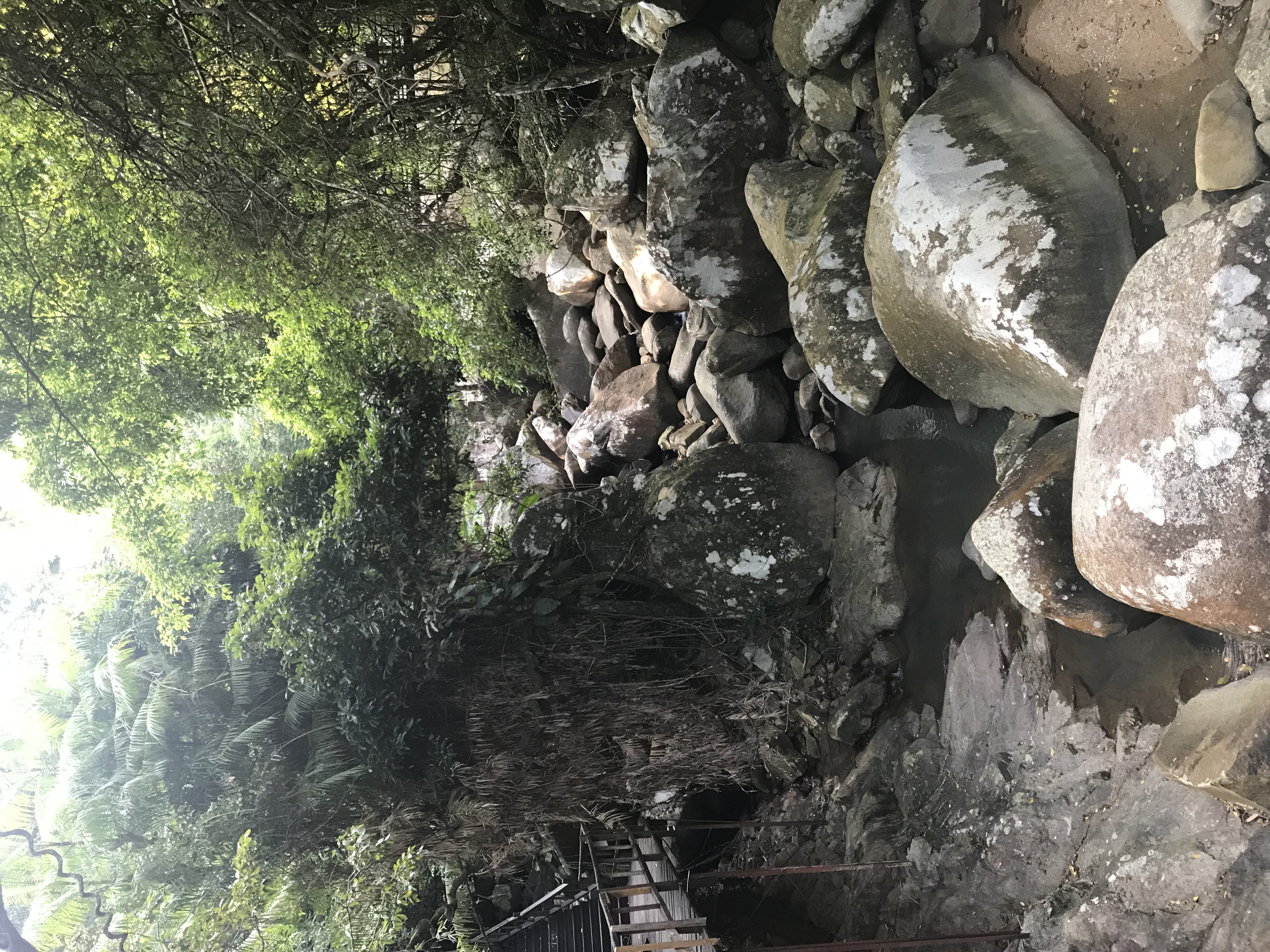 1500年的“母生”藏于此，这里集海南珍稀名木，神奇霸王岭