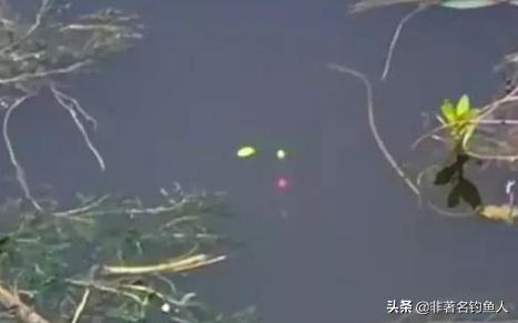 野钓急流水七星漂调漂最佳方法,野钓七星漂调漂最佳方法新手