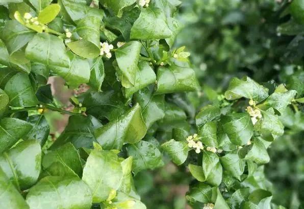 柑橘老叶向内卷是什么原因,柑橘卷叶解决方案之一