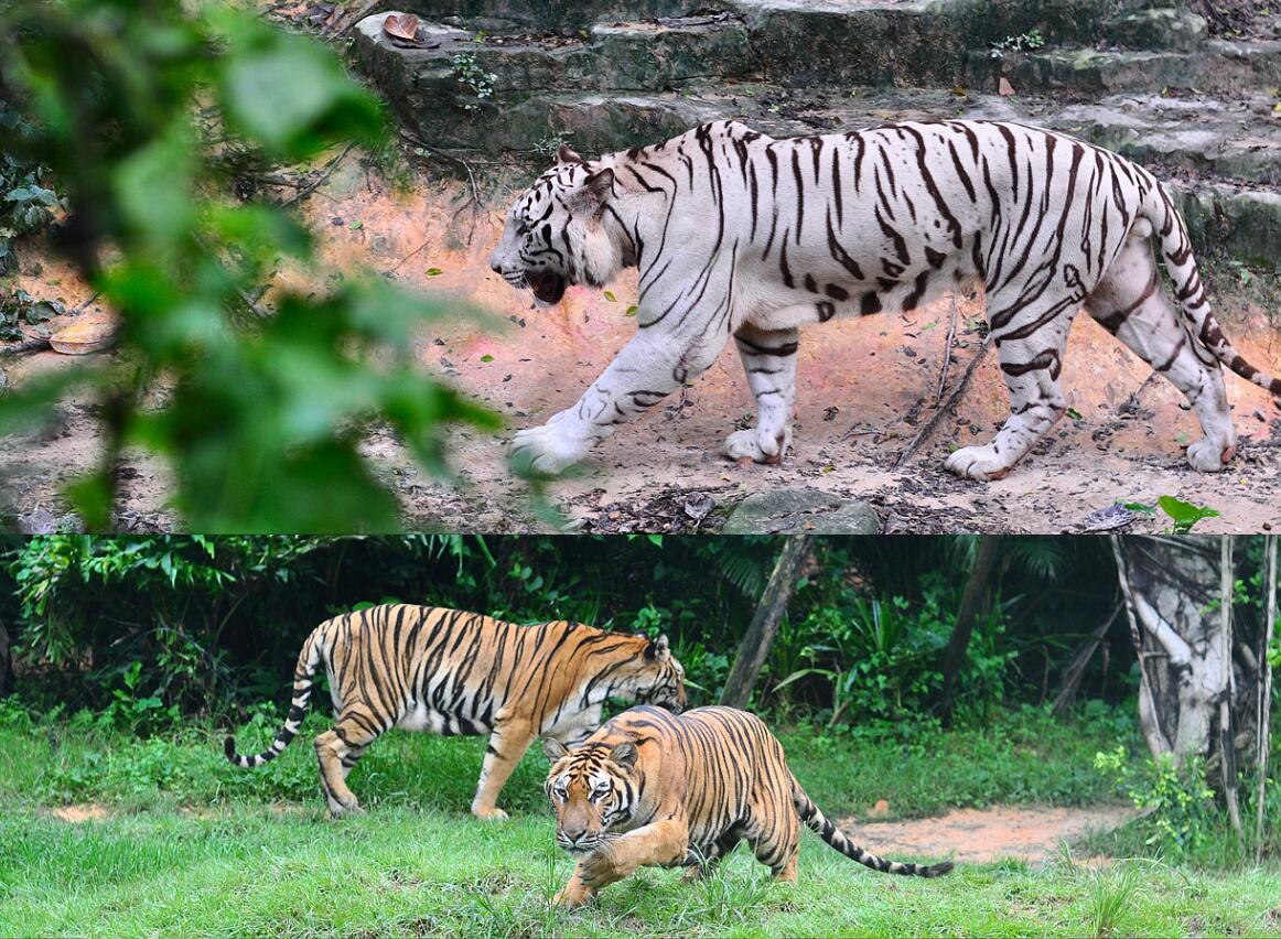 2019广州长隆动物园有哪些动物,广州长隆动物园多少个动物