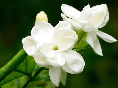 栀子花怎么养视频教程,栀子花什么时间开花