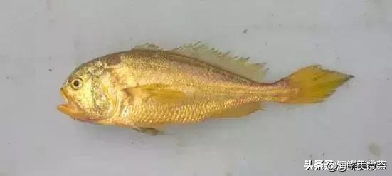 曾是四大海产之一，靠叫声互相识别，却被人类用噪声团灭