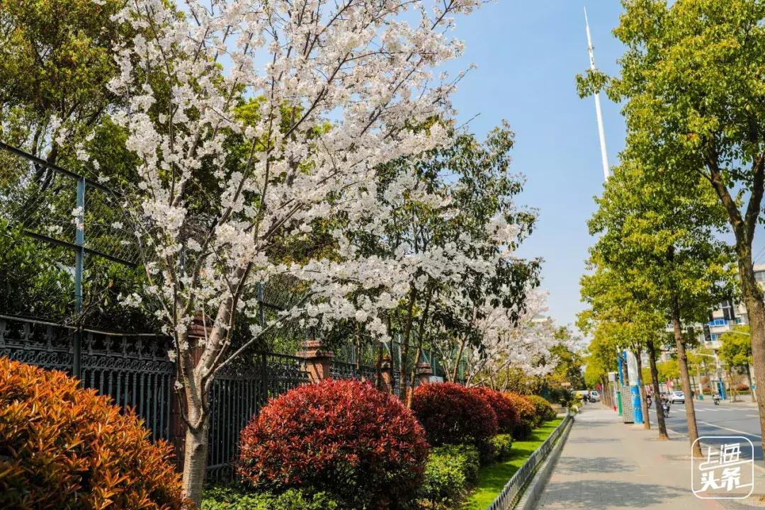 上海最大的绿地在哪里,上海人家万科广场
