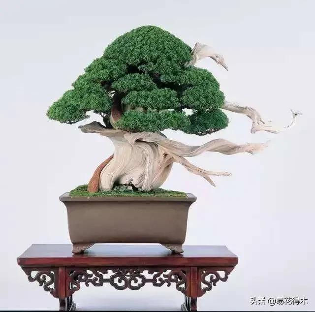 舍利干柏盆景造型,舍利干盆景怎么样