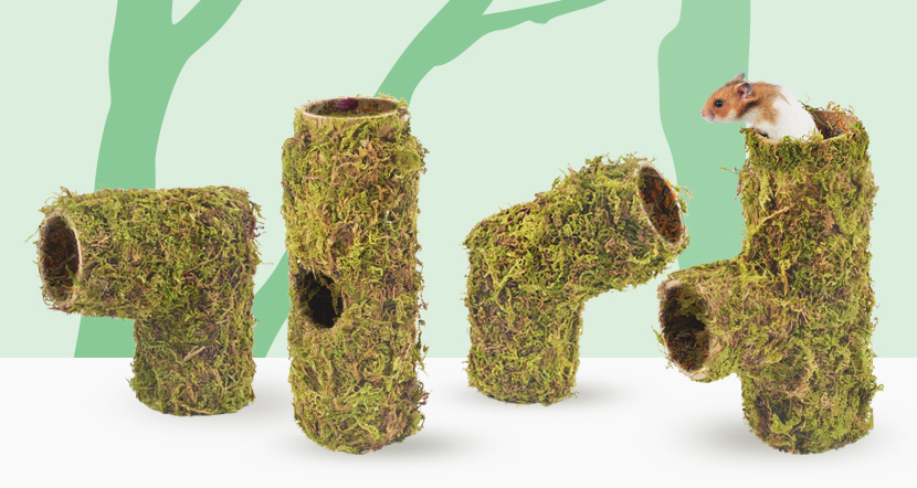 精灵鼠小弟是什么老鼠,精灵鼠小弟个人简介